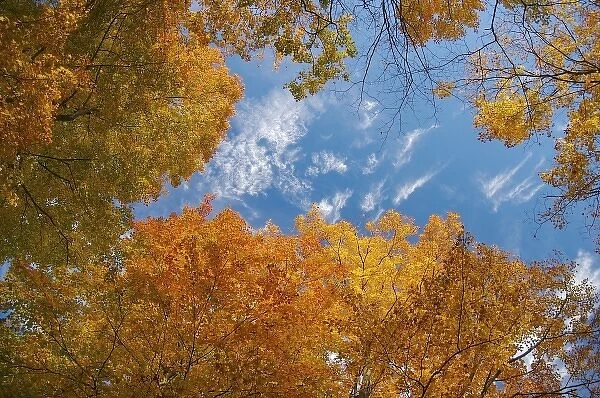 North America, USA, Massachusetts, Shelburne. Looking up at bright fall leaves