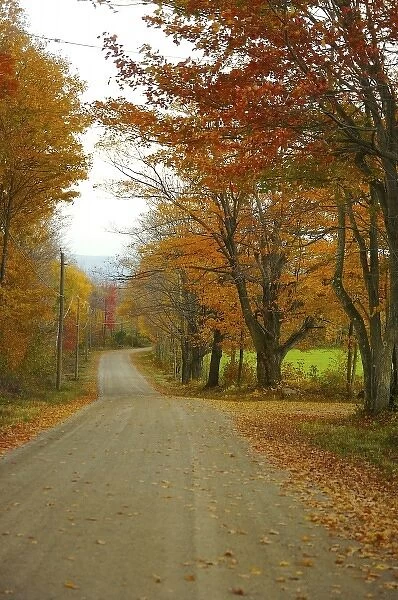 North America, USA, Massachusetts, Shelburne. Bright autumn foliage over a winding dirt road