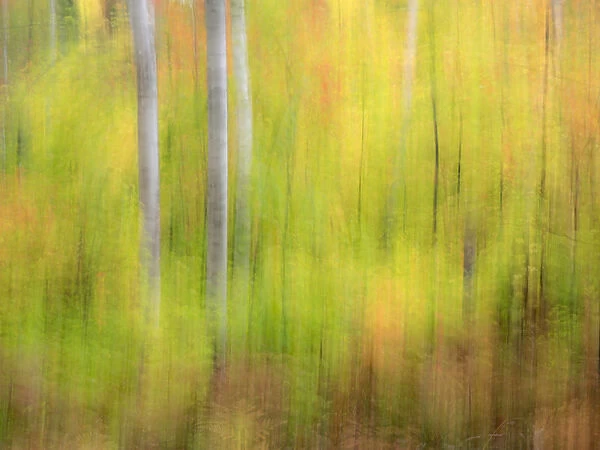 North America, USA, Michigan, Upper Peninsula. A panned motion blur of autumn woodland