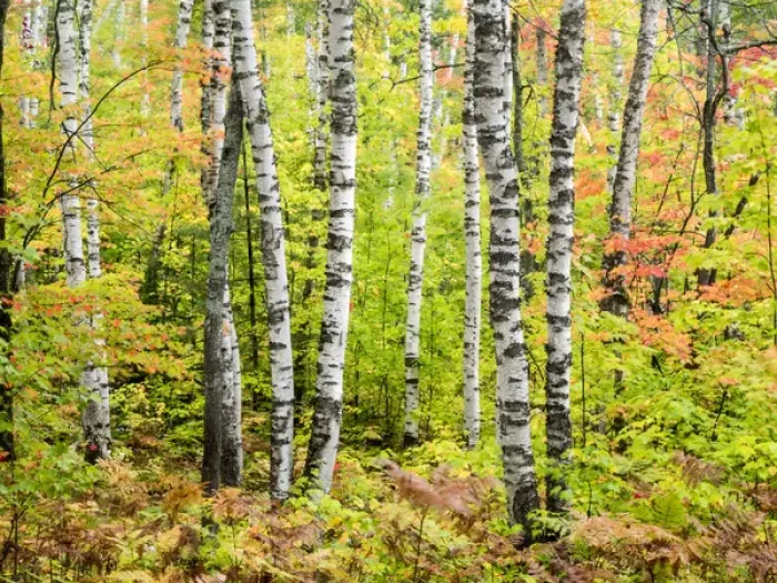 Framed Print : North America, USA, Michigan, Upper Peninsula. Birch (Betula sp) trunk and maple leaves