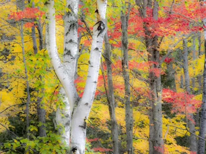 Framed Print : North America, USA, Michigan, Upper Peninsula Framed Print : North America, USA, Michigan, Upper Peninsula