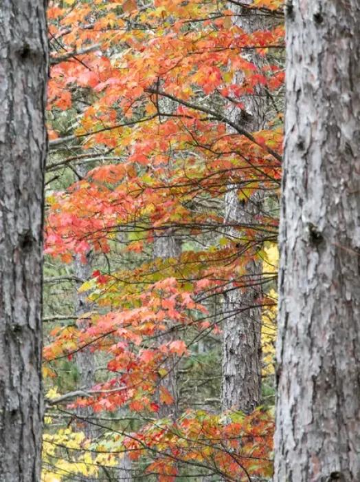 Framed Print : North America, USA, Michigan, Upper Peninsula. Fall foliage and pine trees in the forest Framed Print : North America, USA, Michigan, Upper Peninsula. Fall foliage and pine trees in the forest