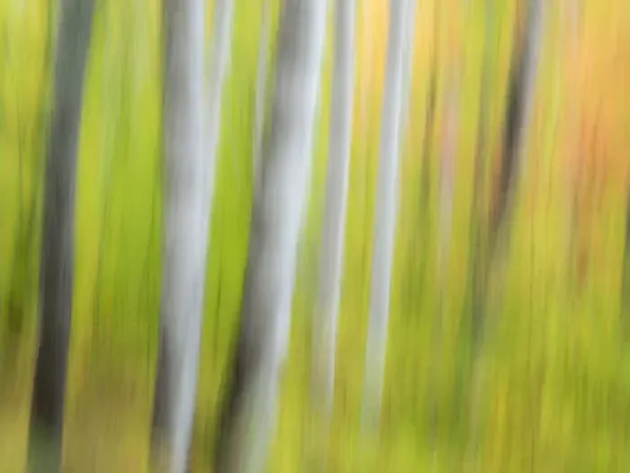 Framed Print : North America, USA, Michigan, Upper Peninsula. A panned motion blur of autumn woodland Framed Print : North America, USA, Michigan, Upper Peninsula. A panned motion blur of autumn woodland