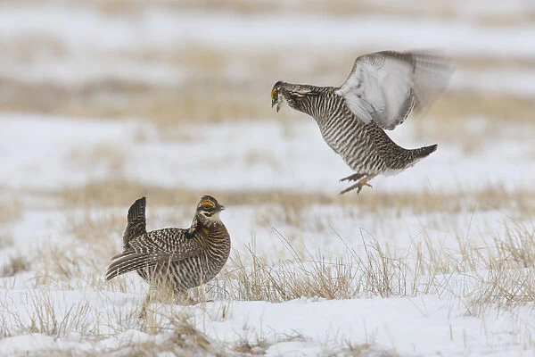 North America, USA, Minnesota, Bluestem Prairie. Greater prairie-chickens compete