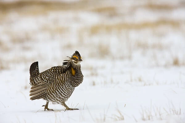 North America, USA, Minnesota, Bluestem Prairie. Greater prairie-chickens strut