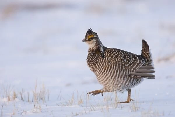 North America, USA, Minnesota, Bluestem Prairie. Greater prairie-chickens strut during