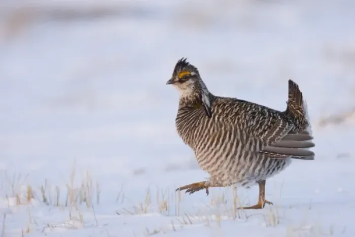 Framed Print : North America, USA, Minnesota, Bluestem Prairie. Greater prairie-chickens strut during Framed Print : North America, USA, Minnesota, Bluestem Prairie. Greater prairie-chickens strut during