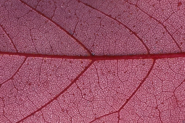 North America, USA, Minnesota. Leaf detail