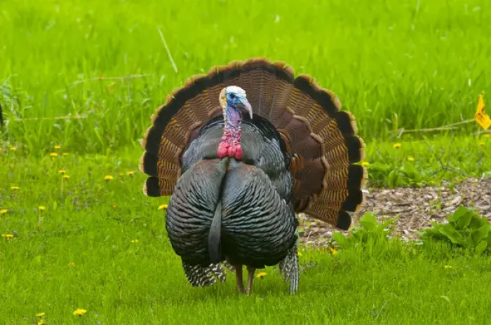 Framed Print : North America, USA, Minnesota, Mendota Heights, Wild Tom Turkey Displaying in urban yard Framed Print : North America, USA, Minnesota, Mendota Heights, Wild Tom Turkey Displaying in urban yard