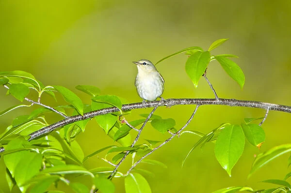 North America, USA, Minnesota, Mendota Heights, Tennessee Warbler perched on a branch