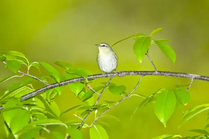 Framed Print : North America, USA, Minnesota, Mendota Heights, Tennessee Warbler perched on a branch Framed Print : North America, USA, Minnesota, Mendota Heights, Tennessee Warbler perched on a branch