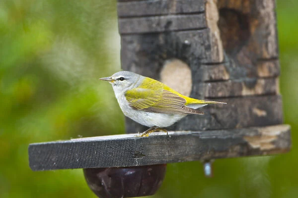 North America, USA, Minnesota, Mendota Heights, Tennessee Warbler perched on Jelly