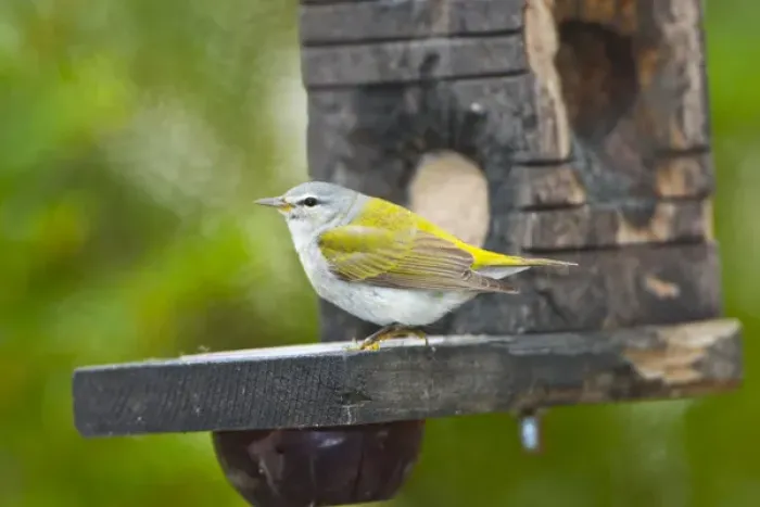 Framed Print : North America, USA, Minnesota, Mendota Heights, Tennessee Warbler perched on Jelly Framed Print : North America, USA, Minnesota, Mendota Heights, Tennessee Warbler perched on Jelly