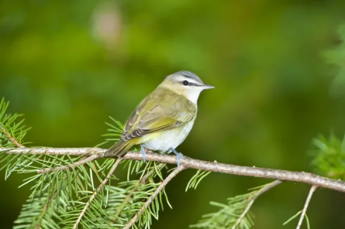 Framed Print : North America, USA, Minnesota, Mendota Heights, Red-eyed vireo perched on a branch Framed Print : North America, USA, Minnesota, Mendota Heights, Red-eyed vireo perched on a branch