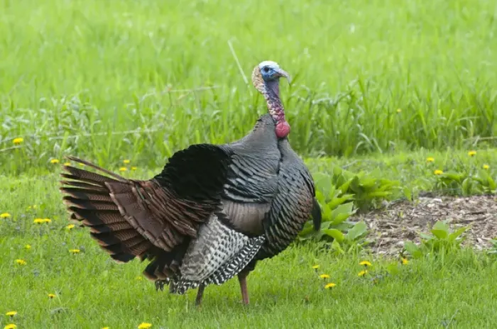 Framed Print : North America, USA, Minnesota, Mendota Heights, Wild Tom Turkey in urban yard Displaying Framed Print : North America, USA, Minnesota, Mendota Heights, Wild Tom Turkey in urban yard Displaying