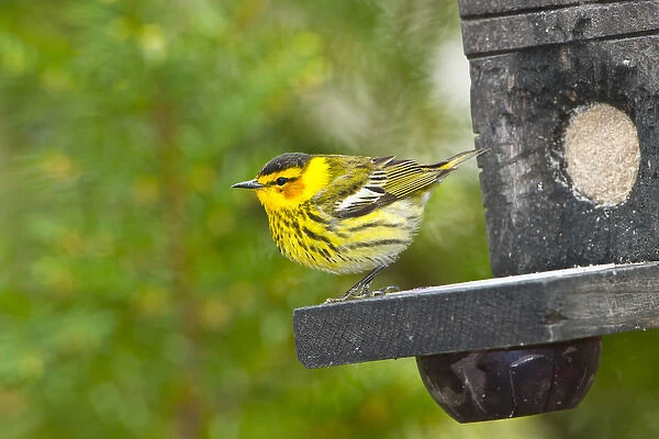 North America, USA, Minnesota, Mendota Heights, Cape May Warbler perched on Jelly