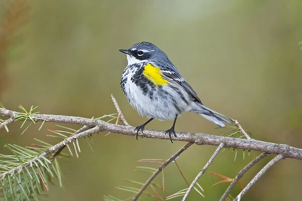 North America, USA, Minnesota, Mendota Heights, Cape May Warbler perched on a branch