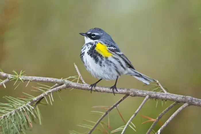 Framed Print : North America, USA, Minnesota, Mendota Heights, Cape May Warbler perched on a branch Framed Print : North America, USA, Minnesota, Mendota Heights, Cape May Warbler perched on a branch