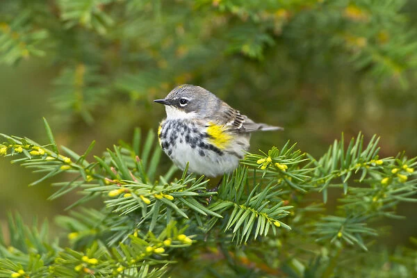 North America, USA, Minnesota, Mendota Heights, Yellow-Rumped warbler perched on branch