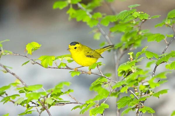 North America, USA, Minnesota, Mendota Heights, Wilsons Warbler perched on a branch