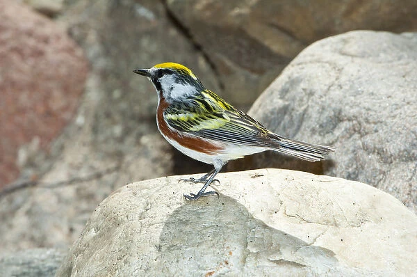 North America, USA, Minnesota, Mendota Heights, Chestnut-sided Warbler perched on Rock
