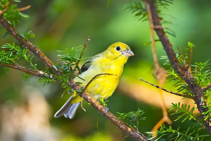 Framed Print : North America, USA, Minnesota, Mendota Heights, Mohican Lane, American Goldfinch Framed Print : North America, USA, Minnesota, Mendota Heights, Mohican Lane, American Goldfinch
