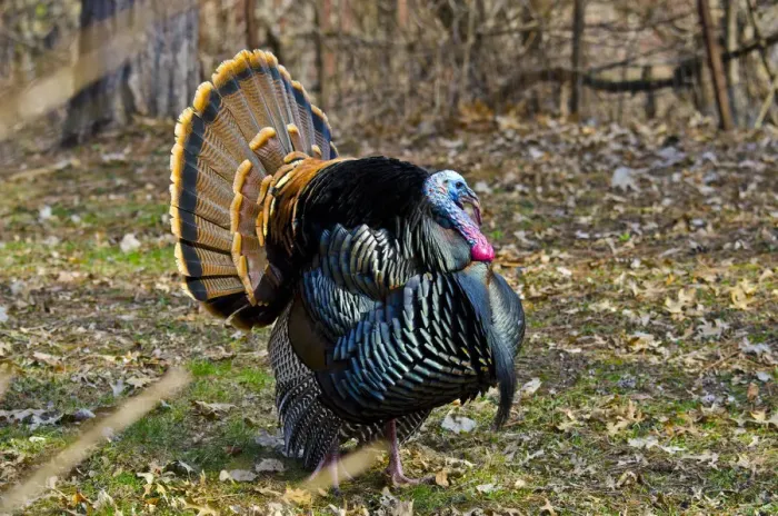 Framed Print : North America, USA, Minnesota, Mendota Heights, Wild Turkey, Displaying Framed Print : North America, USA, Minnesota, Mendota Heights, Wild Turkey, Displaying