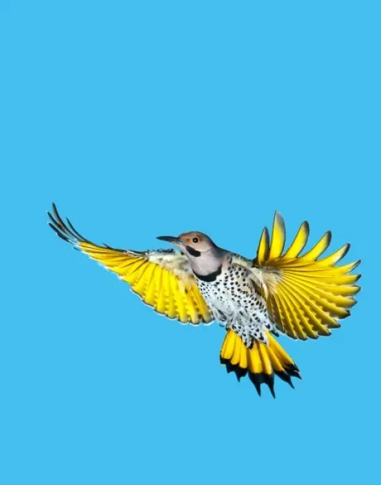 Framed Print : North America, USA, Minnesota, Northern Flicker Flying Framed Print : North America, USA, Minnesota, Northern Flicker Flying