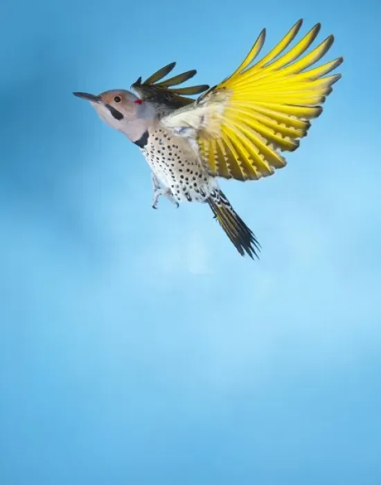 Framed Print : North America, USA, Minnesota, Northern Flicker Flying Framed Print : North America, USA, Minnesota, Northern Flicker Flying