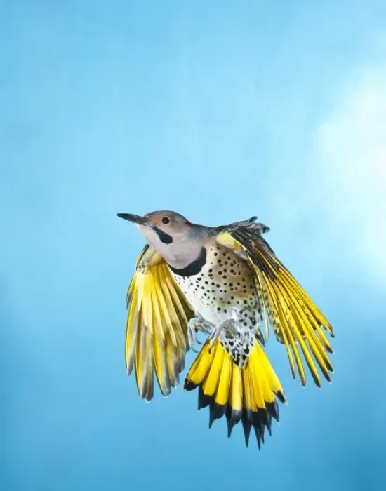 Framed Print : North America, USA, Minnesota, Northern Flicker Flying Framed Print : North America, USA, Minnesota, Northern Flicker Flying