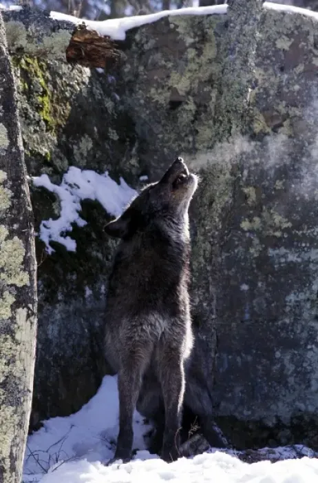 Framed Print : North America, USA, Minnesota. Wolf (Canis lupus)