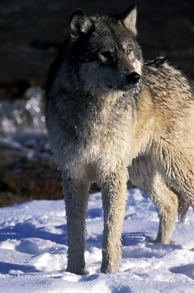 North America, USA, Minnesota. Wolf (Canis lupus)
