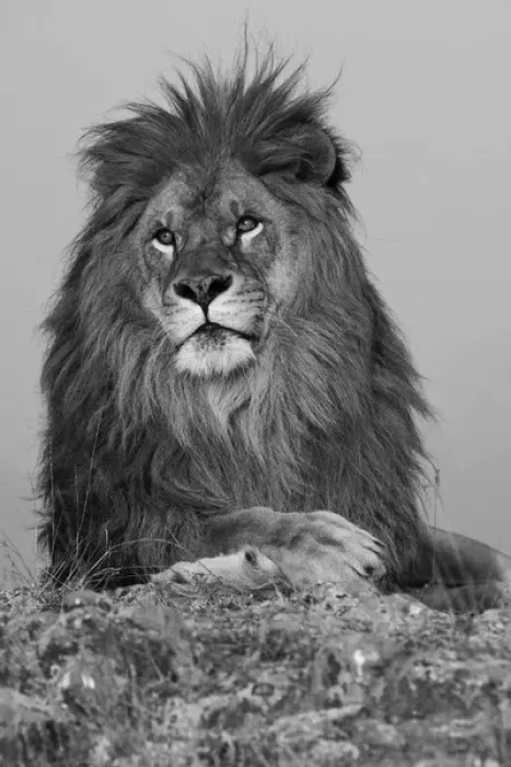 Framed Print : North America, USA, Montana, Bozeman, African Lion, Panthera leo, Barbary Lion subspecies Framed Print : North America, USA, Montana, Bozeman, African Lion, Panthera leo, Barbary Lion subspecies