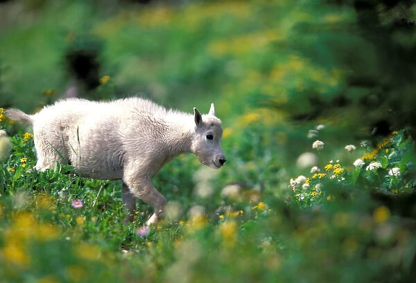 North America, USA, Montana, Glacier National Park. Mountain Goat (Oreamnos americanus)