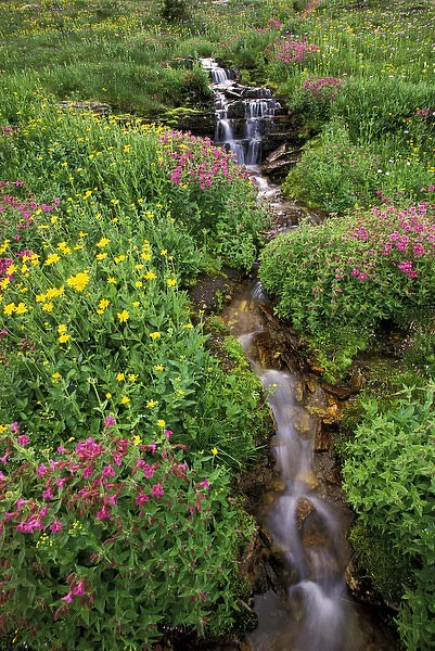 North America, USA, Montana, Glacier National Park. Wild flowers