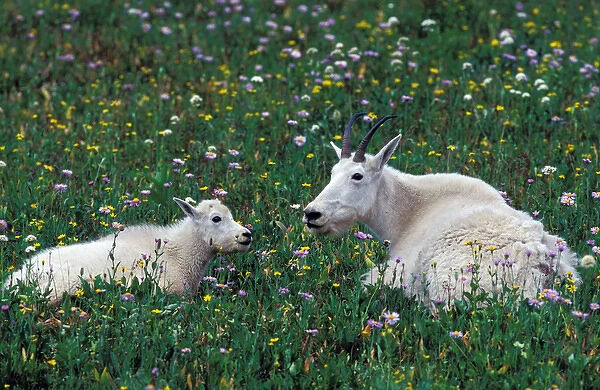 North America, USA, Montana, Glacier National Park. Mountain Goats (Oreamnos americanus)