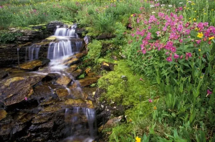 Framed Print : North America, USA, Montana, Glacier National Park. Wild flowers Framed Print : North America, USA, Montana, Glacier National Park. Wild flowers
