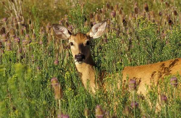 North America, USA, Montana, National Bison Range, White-tailed deer (Odocoileus