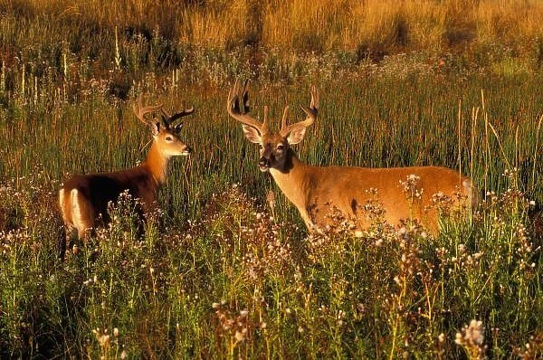 North America, USA, Montana, National Bison Range, White-tailed deer (Odocoileus