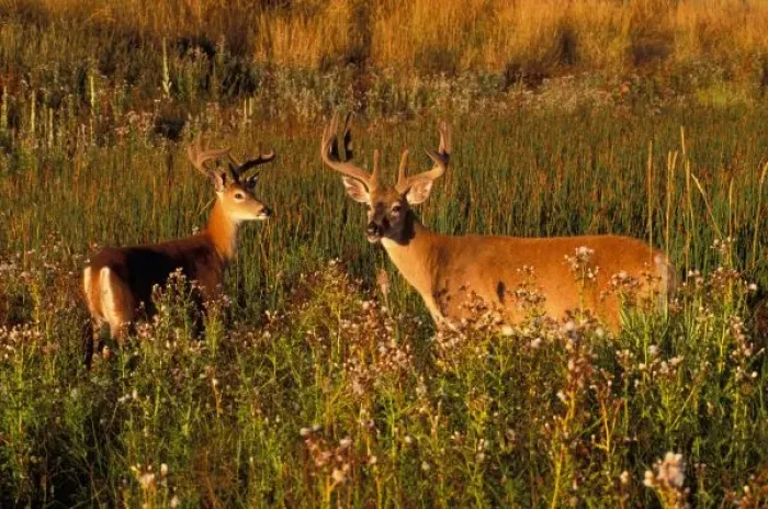 Framed Print : North America, USA, Montana, National Bison Range, White-tailed deer (Odocoileus Framed Print : North America, USA, Montana, National Bison Range, White-tailed deer (Odocoileus