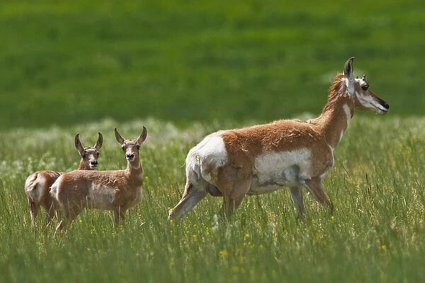 North America, USA, Montana, pronghorn with babies in prairie grass, June