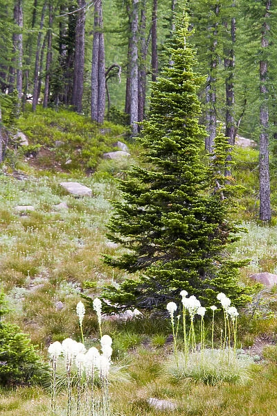 North America, USA, Montana, Rocky Mountains, Bob Marshall Wilderness, evergreen