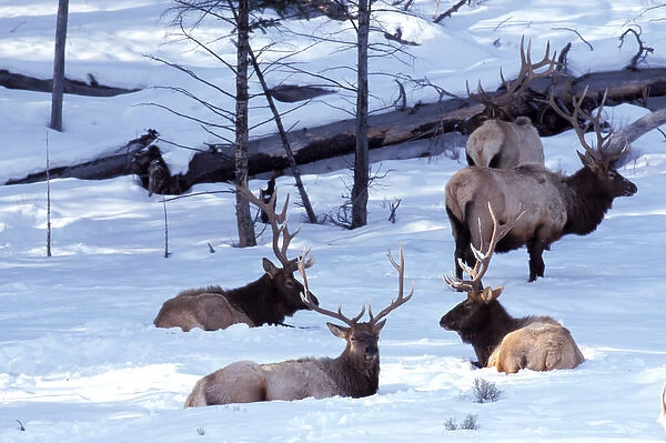 North America, USA, Montana, Yellowstone National Park. Elk (Cervus elaphus)