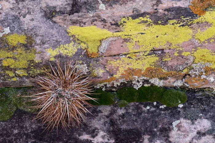 Framed Print : North America, USA, Nevada. Small cactus growing from a crack in a lichen covered candstone wall
