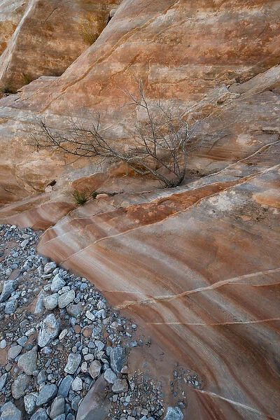North America, USA, Nevada. Tree growing from crack in the rock bed in a wash, Valley