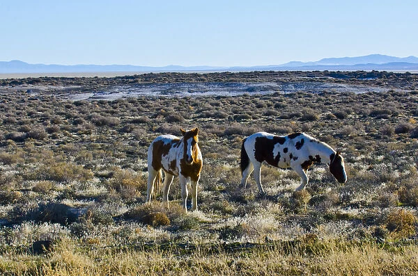 North America, USA, Nevada, Wild Horses grazing in Black Rock Desert