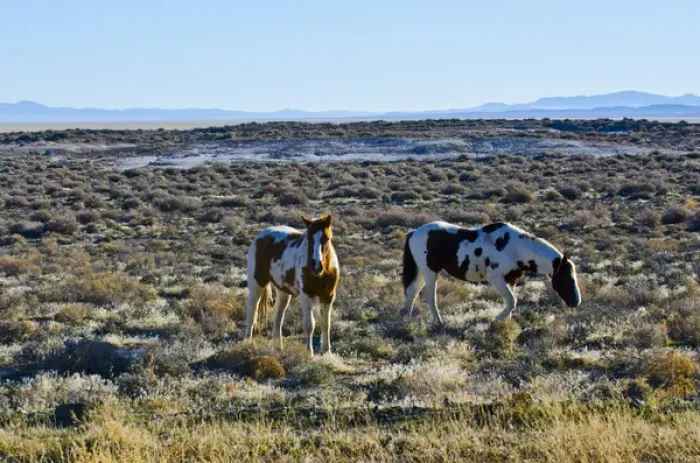 Framed Print : North America, USA, Nevada, Wild Horses grazing in Black Rock Desert Framed Print : North America, USA, Nevada, Wild Horses grazing in Black Rock Desert