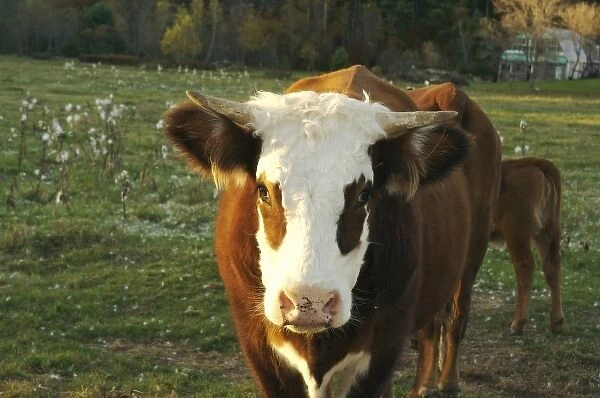 North America, USA, New Hampshire. A bull on a farm in Southern New Hampshire in autumn