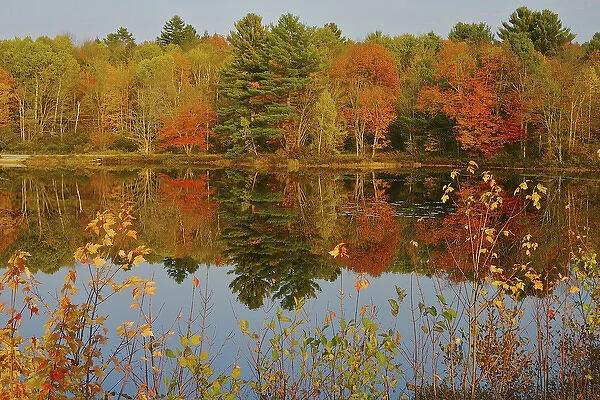 North America, USA, New Hampshire, Marlow. Autumn foliage around a pond