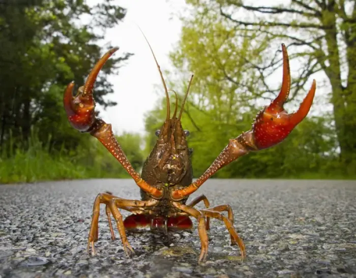Framed Print : North America, USA, New Jersey, Great Swamp NWR. Rusty Crayfish travelling in the rain